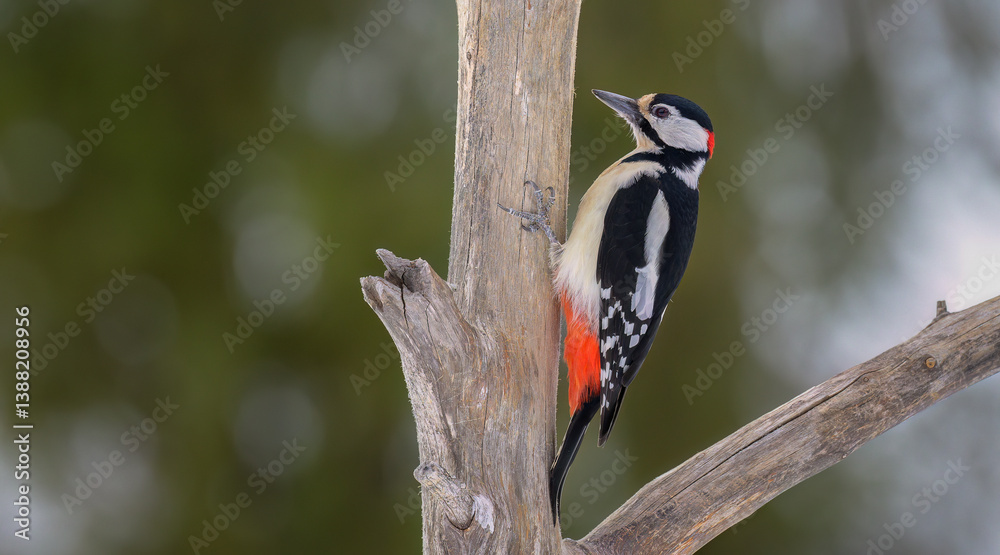 Great spotted woodpecker (Dendrocopos major) in forest