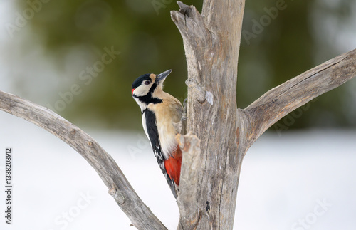 Great spotted woodpecker (Dendrocopos major) in forest
