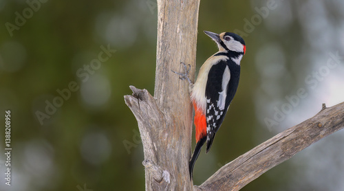 Obraz na płótnie Great spotted woodpecker (Dendrocopos major) in forest w salonie