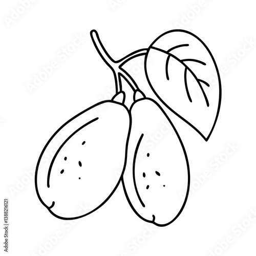miracle fruit icon, miracle fruit line art - simple line art of miracle fruit, perfect for miracle fruit logos and icons