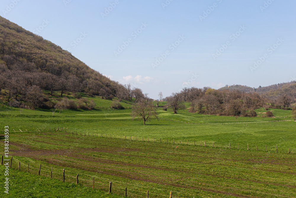 Spring landscape in the Euganean Hills, Italy. Green hills, cultivated fields, and bare trees. Nature and serenity concept.