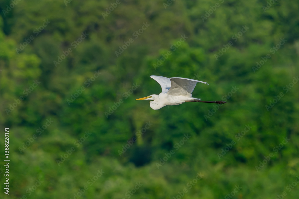 White Heron orArdea alba in flight against green natural background White Heron orArdea alba in flight against green natural background