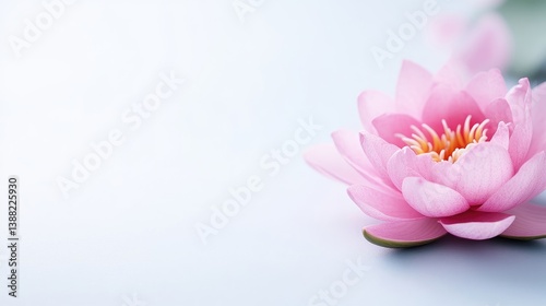 Delicate Pink Lotus Flower on Light Background
