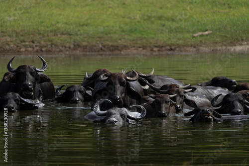 Herd of Asian water buffalo or Bubalus bubalis wallowing in pond