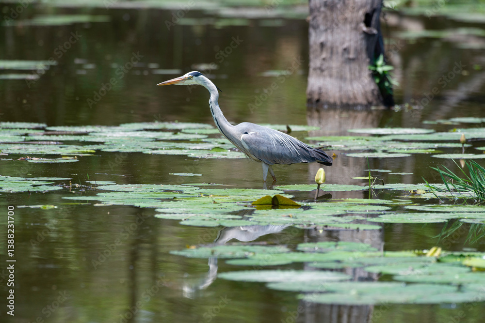 Héron cendré, Ardea cinerea, Grey Heron Héron cendré, Ardea cinerea, Grey Heron