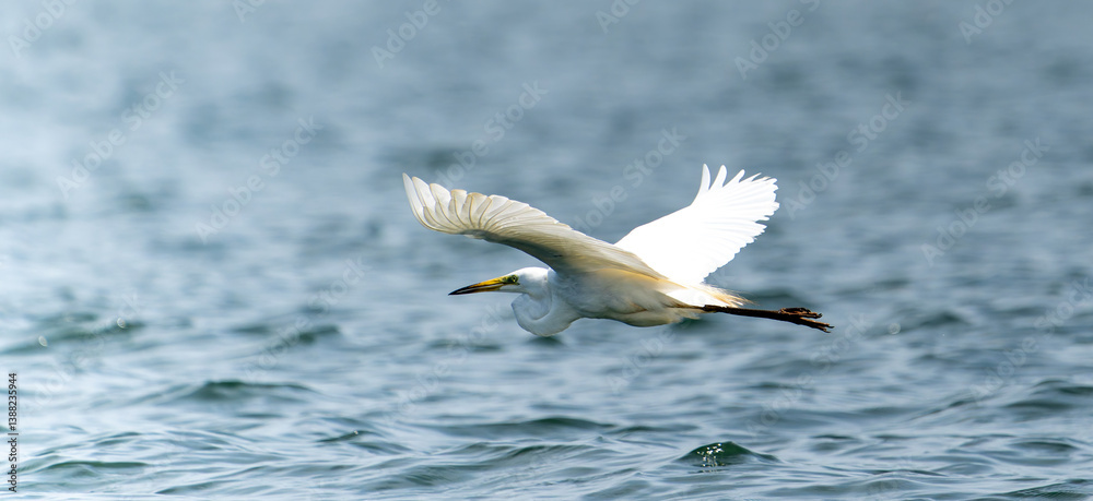 Great egret in flight at lake in Sri Lanka Great egret in flight at lake in Sri Lanka