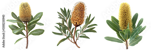 Set of Beautiful Banksia flower Clipart isolated on a transparent background