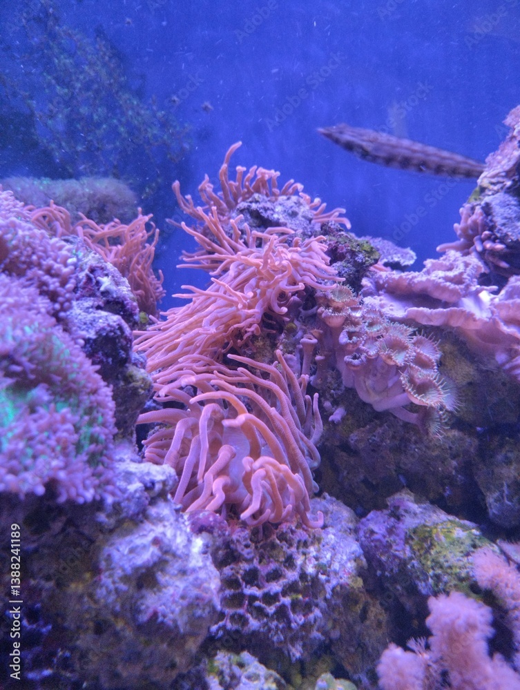 underwater world, corals and marine plants and animals, pink clavularia