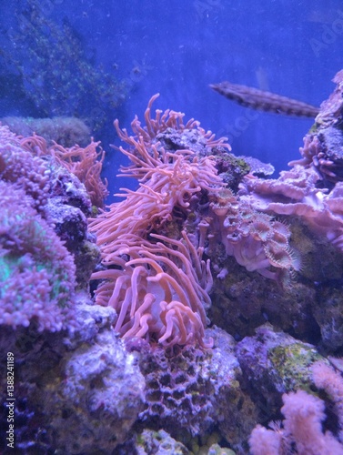 Obraz na płótnie underwater world, corals and marine plants and animals, pink clavularia w salonie
