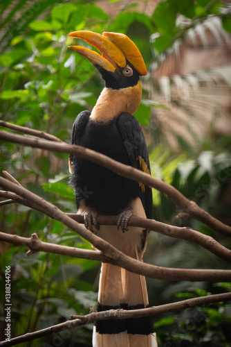 Hornbill on branch posing for camera