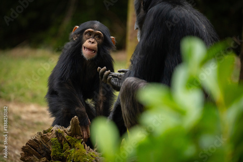 Baby chimpanzee with mum cute