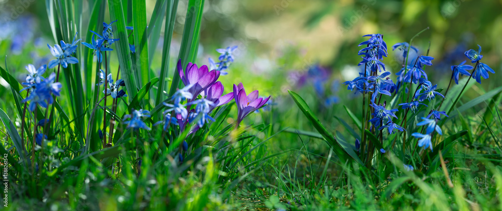 polanka z leśnych kwiatów, cebulica i krokusy, Siberian onion, crocuses