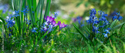 Obraz na płótnie polanka z leśnych kwiatów, cebulica i krokusy, Siberian onion, crocuses w salonie