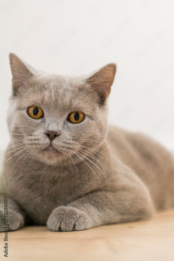 Fototapeta premium Gato raza british shorthair