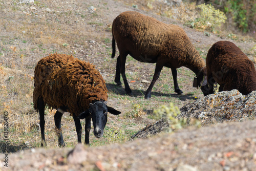 Ovejas marrones en el monte