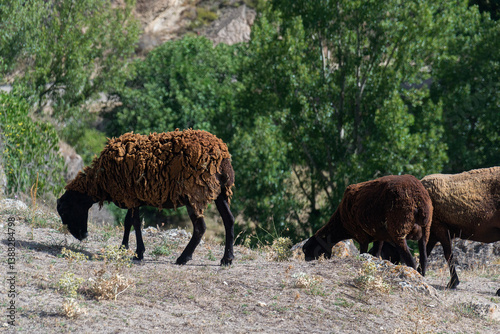 Ovejas marrones en el monte