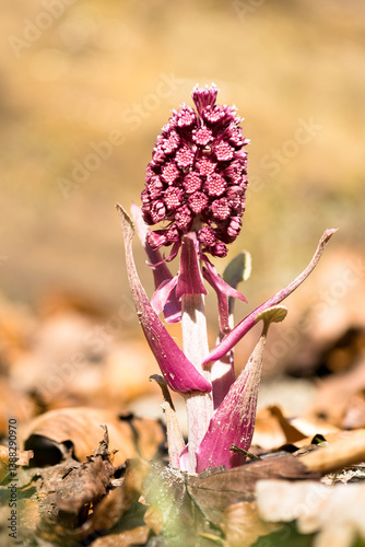 Blüte der Gewöhnlichen Pestwurz (Petasites hybridus)