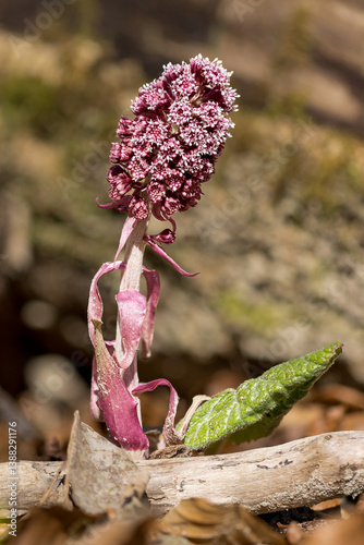 Blüte der Gewöhnlichen Pestwurz (Petasites hybridus)