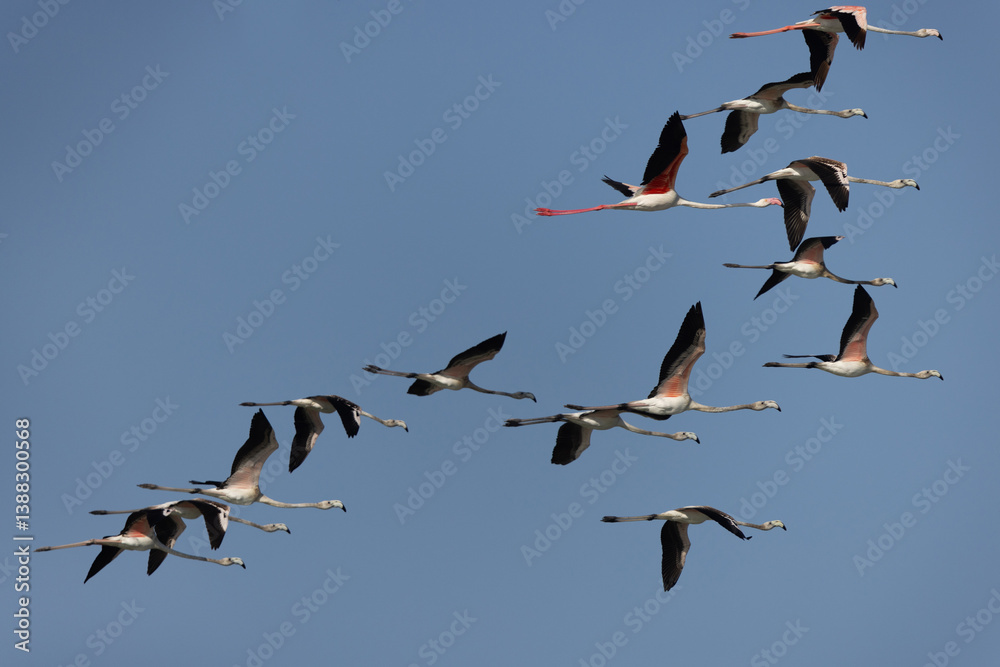 Fototapeta premium Greater Flamingos flying at Mameer coast in the morning, Bahrain