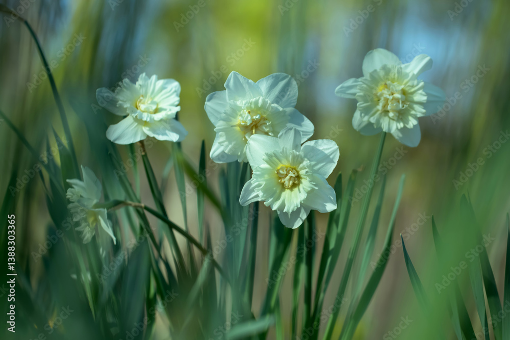 białe pełne narcyze, white full narcissi