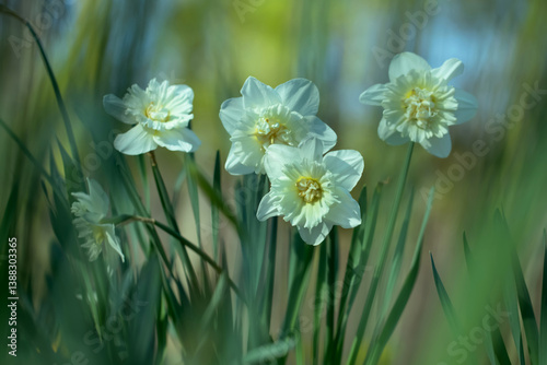 Obraz na płótnie białe pełne narcyze, white full narcissi w salonie