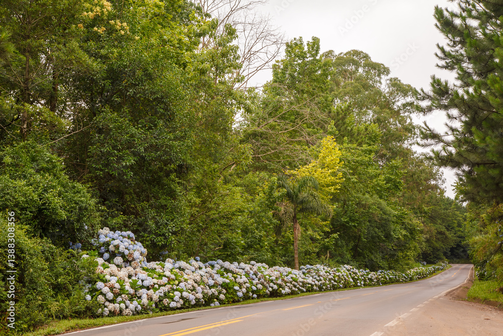 Beautiful Rota Romantica road with blooming blue Hydrangea (Hortensia) flowers, Gramado, Serra Gaucha, Rio Grande do Sul, Brazil