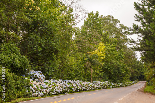 Obraz na płótnie Beautiful Rota Romantica road with blooming blue Hydrangea (Hortensia) flowers, Gramado, Serra Gaucha, Rio Grande do Sul, Brazil w salonie