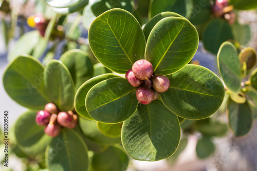 Ficus microcarpa, also known as Chinese banyan, Hill's weeping fig, small-fruited fig, Malayan banyan, Indian laurel, or curtain fig, is a species of banyan tree in the family Moraceae.