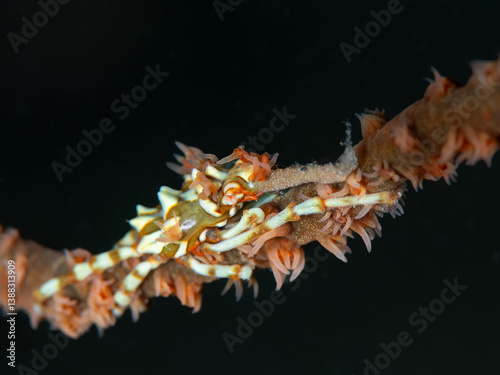 Whip Coral Xeno Crab (Xenocarcinus tuberculatus) masterfully camouflaged on its host, a whip coral photo