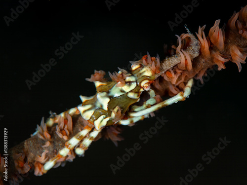 Whip Coral Xeno Crab (Xenocarcinus tuberculatus) masterfully camouflaged on its host, a whip coral photo