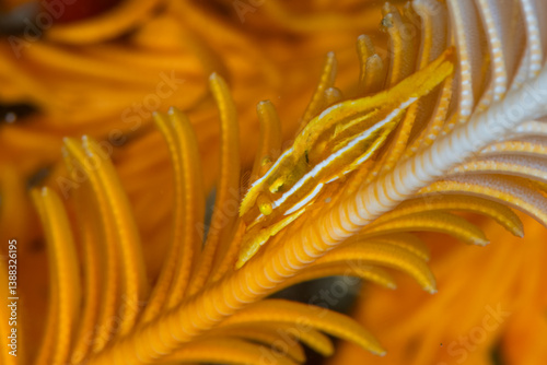 Crinoid shrimp (Periclimenes amboinensis) nestled among the feathery arms of a yellow feather star photo