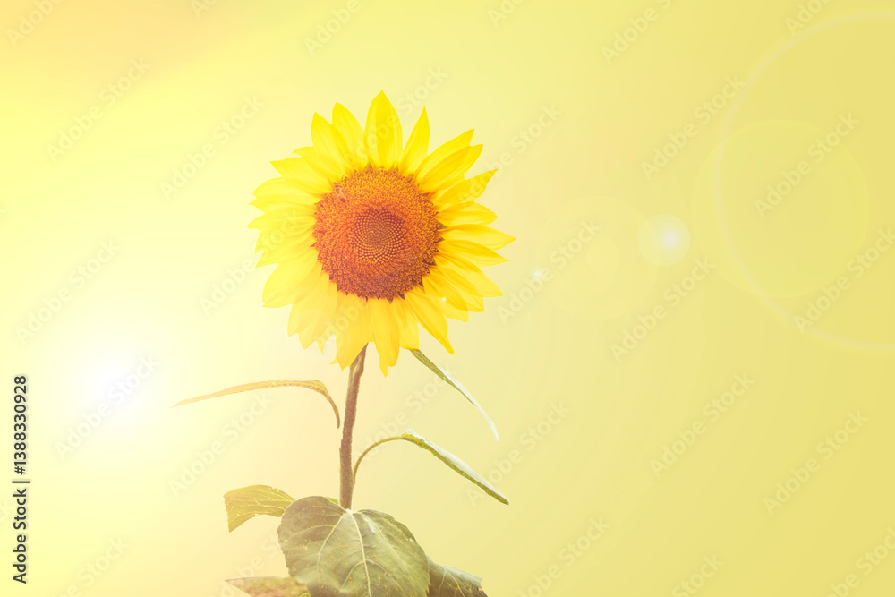 Bright sunflower blooms in vibrant yellow showcasing natural beauty and intricate details under soft lighting