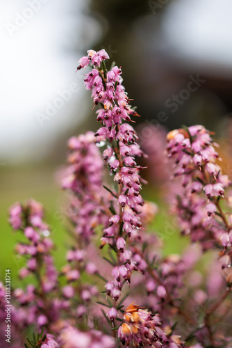 Closeup of Pink Heather (Calluna Vulgaris) Flowers with Dew Drops