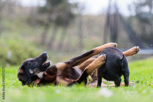 Playful Interaction Between a Puppy and Baby Vietnamese Pot-Bellied Pig on the Grass