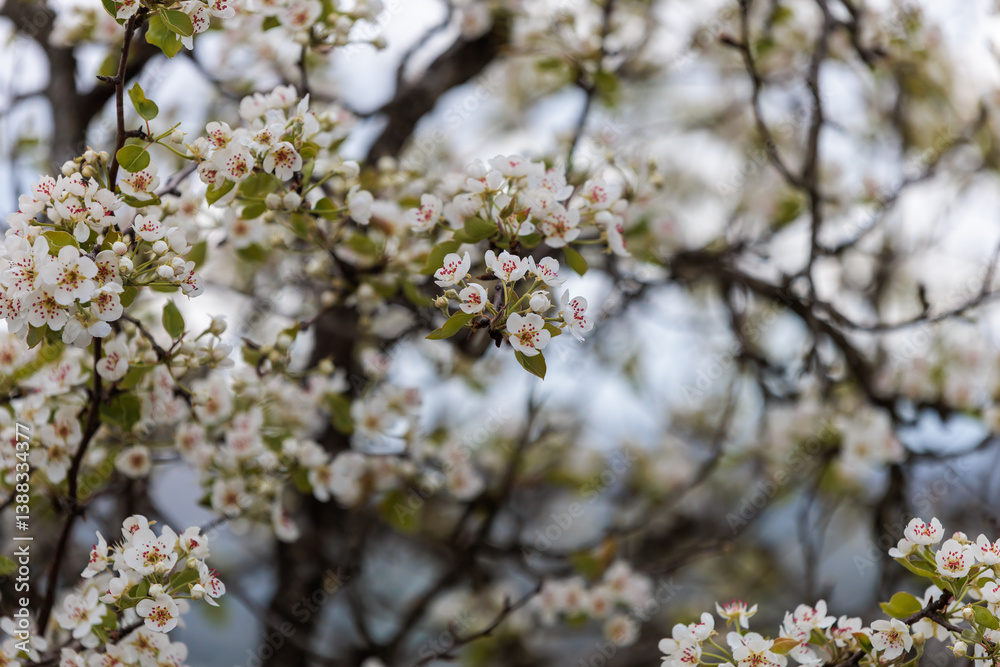 Cherry Tree in Full Bloom with White Flowers and Green Leaves in Spring Cherry Tree in Full Bloom with White Flowers and Green Leaves in Spring