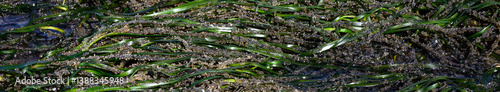 Foto Pacific Herring Eggs from massive spawn on green sea grass, marine habitat in Pu