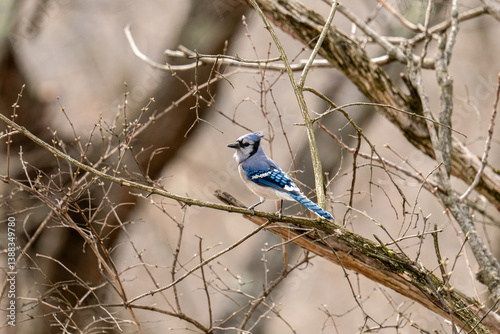 Blue Jay