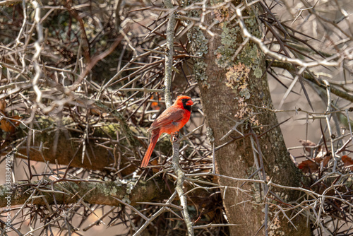 Cardinal 