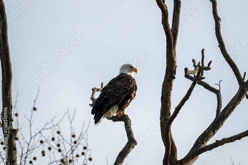 Bald Eagle