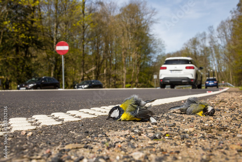 birds killed by car, road, asphalt, birds on asphalt, animals, collision, roadkilled, accident