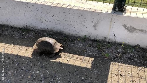 The turtle runs along the path