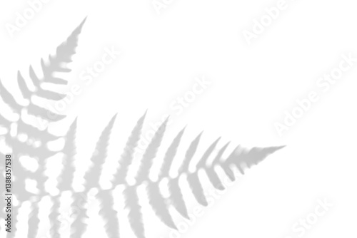 Fern branch shadow. Leaf shadow overlay. Sunlight trough the leaf. Nature organic shadow. Blurred Leaf shadow and light on wall background. 3d rendering