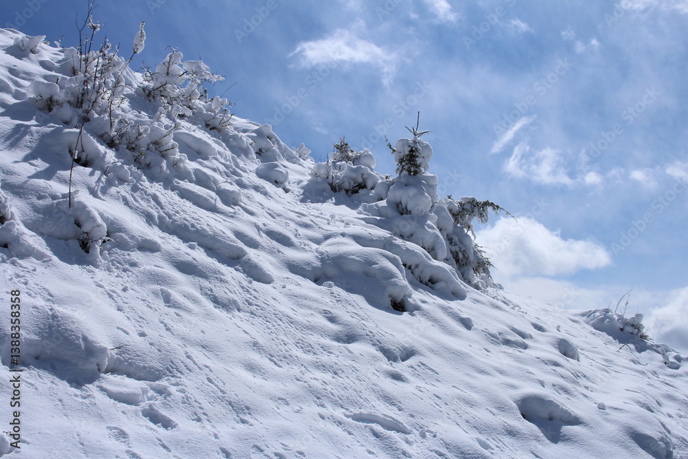 A snowy mountain with trees
