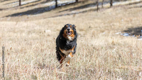Foto Herding Dog Running Through Field