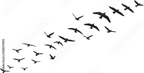 Flock of flying birds