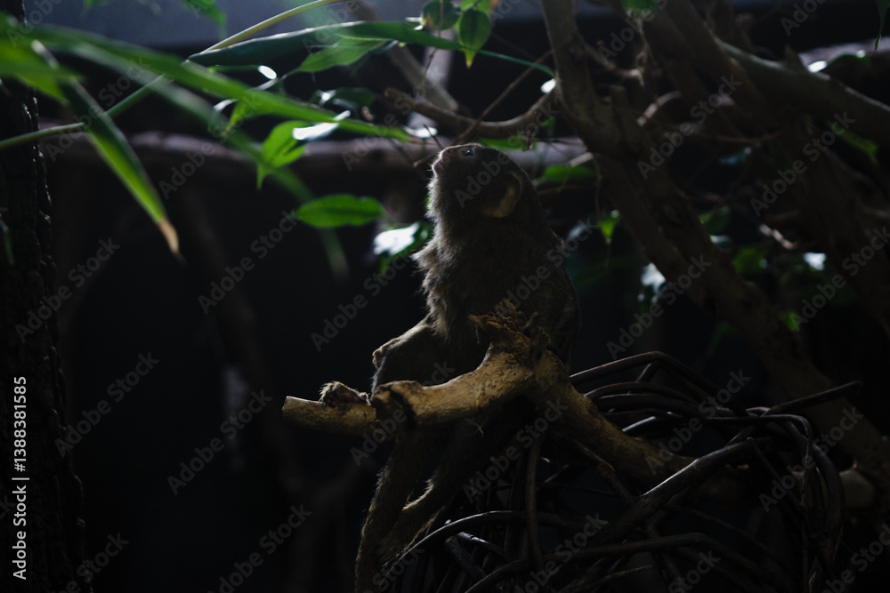 Fototapeta premium Monkey in the tropics