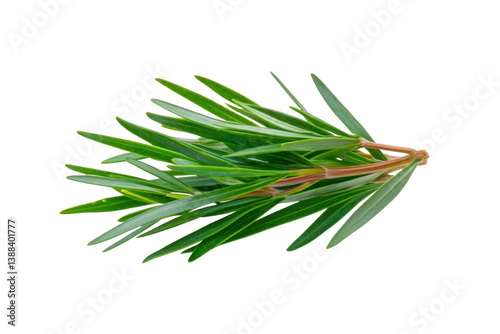 A sprig of fresh rosemary with vibrant green needle like leaves is isolated on transparency background, showcasing its aromatic and culinary appeal