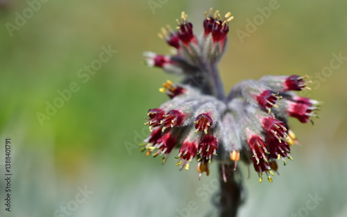 wild flower