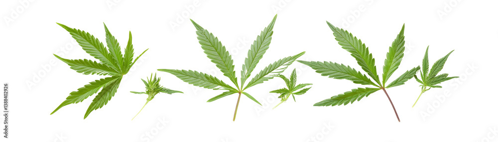 Four vibrant green cannabis leaves arranged decoratively. Four vibrant green cannabis leaves arranged decoratively.