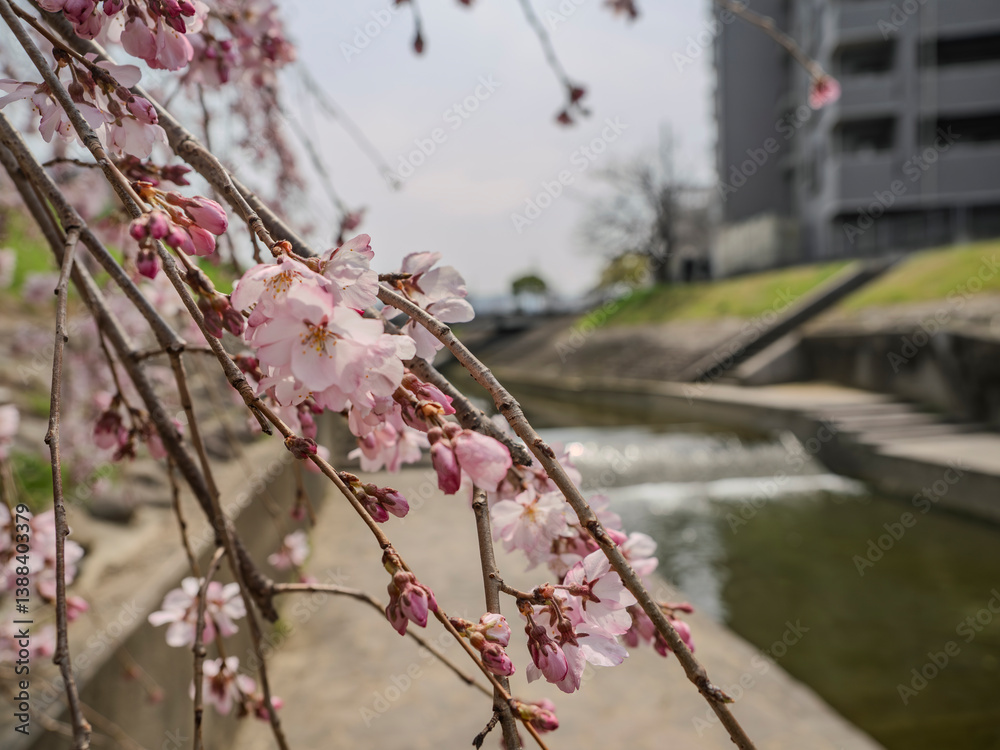 Fototapeta premium 開き始めた枝垂れ桜